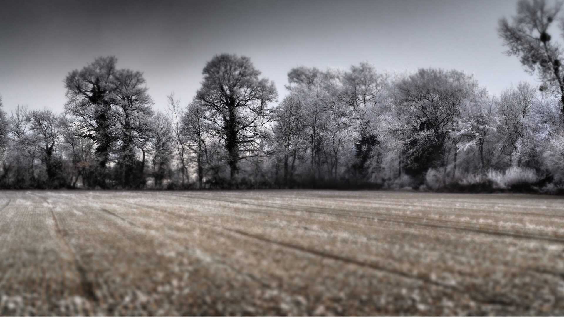 Prix de la sénatrice